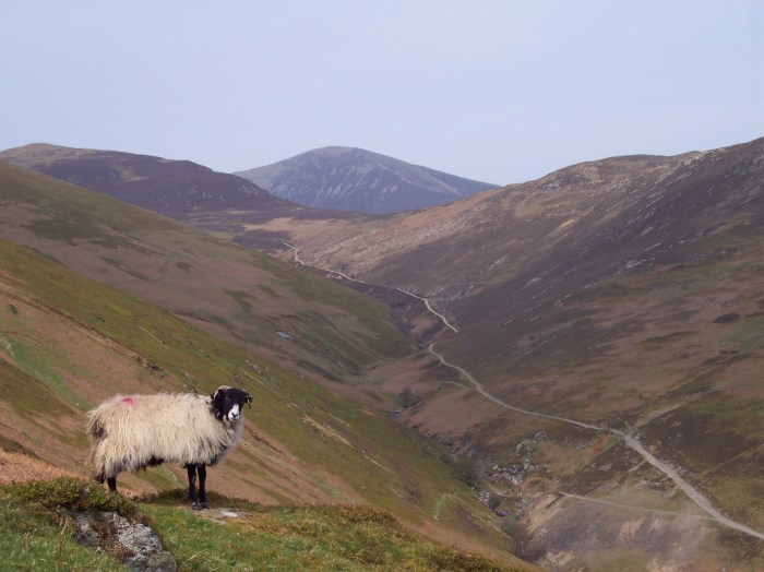 Grisedale Pike in the distance