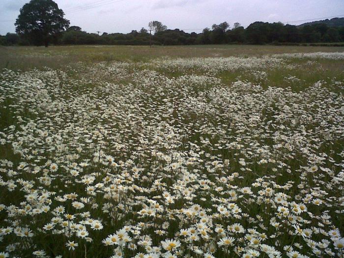 Through the fields Through the fields