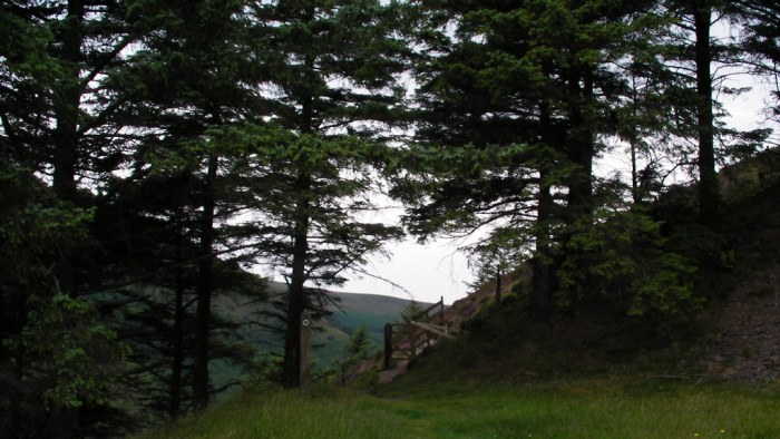 About to emerge from Whinlatter Forest About to emerge from Whinlatter Forest