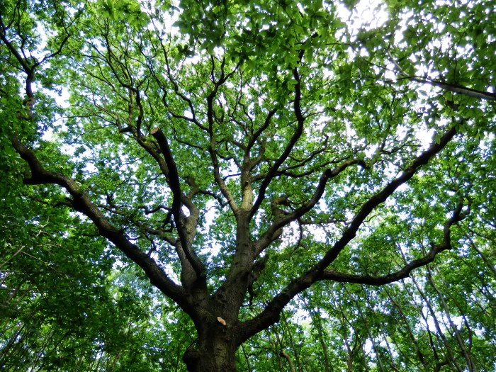 Our canopy for the night