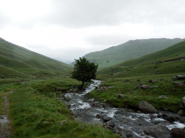 P7010871-PastureBottom The lone tree in Pasture Bottom