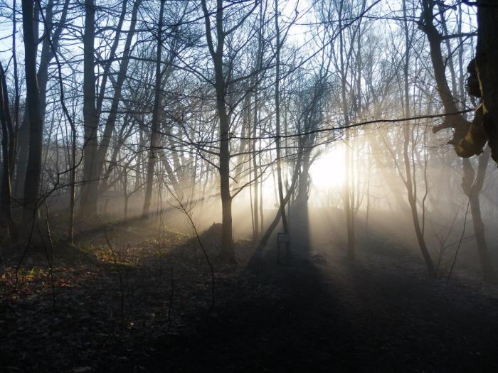 Mysterious morning in the woods