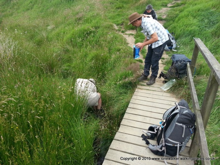 "Dirty Platy". Photo courtesy of @PilgrimChris