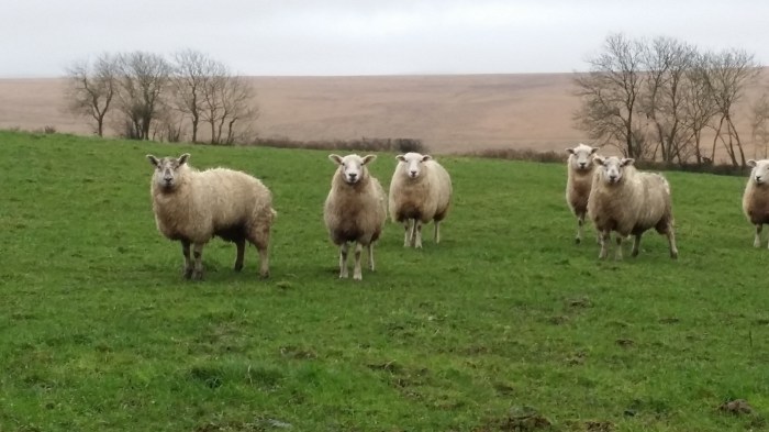 The sheep start to herd me out of the field